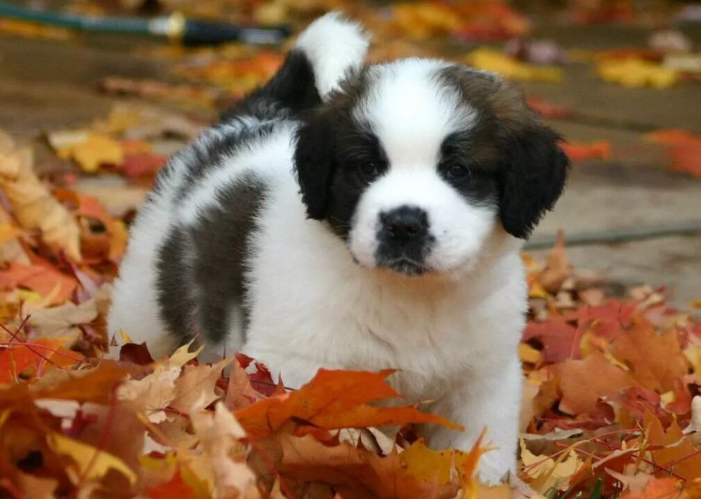#52. St. Bernard